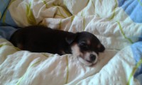 Lilly
